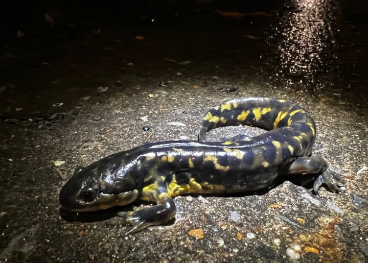 Eastern Tiger Salamander